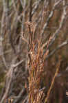 Little bluestem